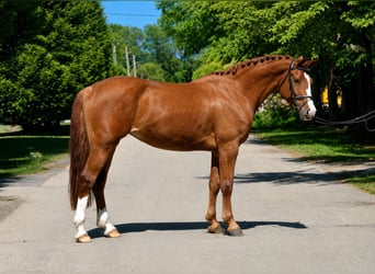 Sonstige Rassen, Stute, 5 Jahre, 153 cm