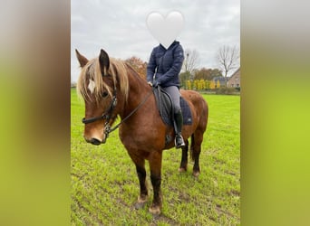 Sonstige Rassen Mix, Stute, 5 Jahre, 153 cm, Fuchs