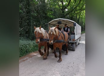 Sonstige Rassen Mix, Stute, 5 Jahre, 153 cm, Fuchs