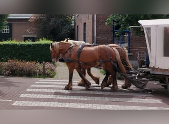 Sonstige Rassen Mix, Stute, 5 Jahre, 153 cm, Fuchs