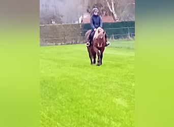 Sonstige Rassen Mix, Stute, 5 Jahre, 153 cm, Fuchs
