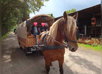 Sonstige Rassen Mix, Stute, 5 Jahre, 153 cm, Fuchs