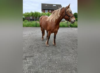Sonstige Rassen Mix, Stute, 5 Jahre, 153 cm, Fuchs