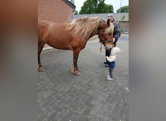 Sonstige Rassen Mix, Stute, 5 Jahre, 153 cm, Fuchs