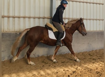 Sonstige Rassen, Stute, 5 Jahre, 153 cm, Fuchs