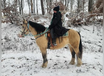 Sonstige Rassen, Stute, 5 Jahre, 154 cm, Falbe