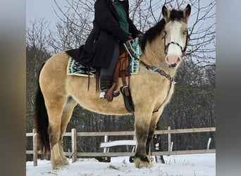 Sonstige Rassen, Stute, 5 Jahre, 154 cm