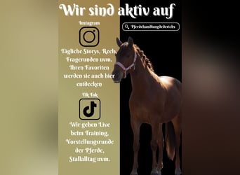 Sonstige Rassen, Stute, 5 Jahre, 154 cm, Fuchs