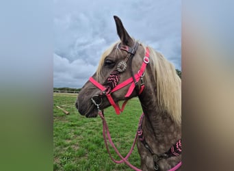 Sonstige Rassen, Stute, 5 Jahre, 155 cm, Dunkelfuchs