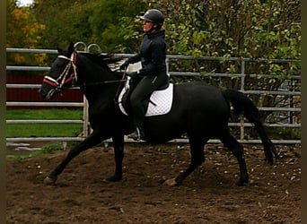 Sonstige Rassen Mix, Stute, 5 Jahre, 155 cm, Rappe