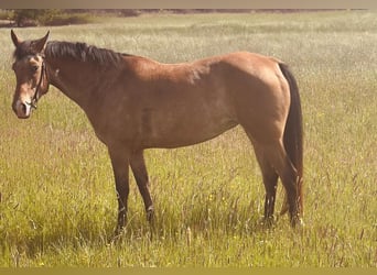 Sonstige Rassen, Stute, 5 Jahre, 156 cm, Roan-Bay