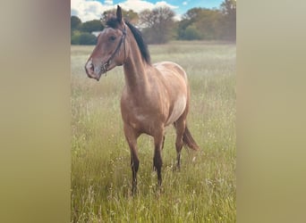 Sonstige Rassen, Stute, 5 Jahre, 156 cm, Roan-Bay