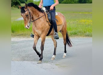Sonstige Rassen, Stute, 5 Jahre, 156 cm, Roan-Bay