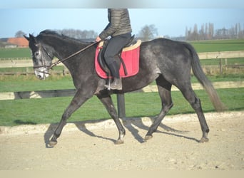 Sonstige Rassen, Stute, 5 Jahre, 156 cm, Schimmel