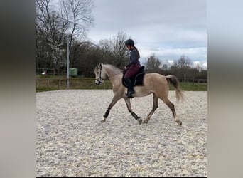 Sonstige Rassen, Stute, 5 Jahre, 156 cm, Schimmel