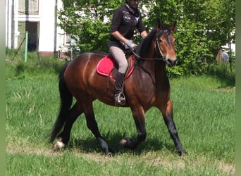 Sonstige Rassen, Stute, 5 Jahre, 158 cm, Brauner