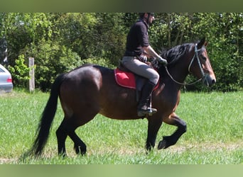 Sonstige Rassen, Stute, 5 Jahre, 158 cm, Brauner