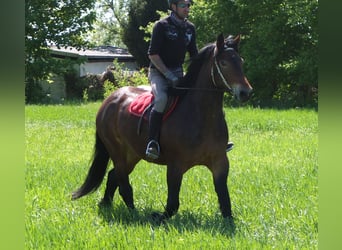 Sonstige Rassen, Stute, 5 Jahre, 158 cm, Brauner