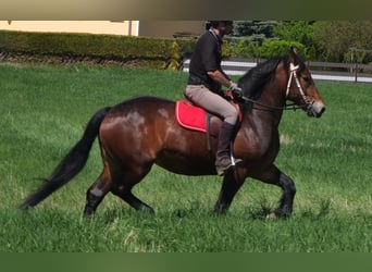 Sonstige Rassen, Stute, 5 Jahre, 158 cm, Brauner