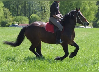 Sonstige Rassen, Stute, 5 Jahre, 158 cm, Brauner
