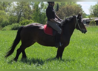 Sonstige Rassen, Stute, 5 Jahre, 158 cm, Brauner