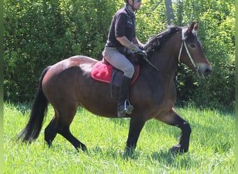 Sonstige Rassen, Stute, 5 Jahre, 158 cm, Brauner