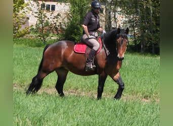Sonstige Rassen, Stute, 5 Jahre, 158 cm, Brauner