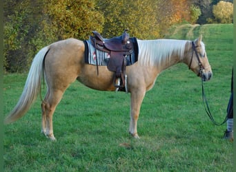 Sonstige Rassen Mix, Stute, 5 Jahre, 158 cm, Palomino