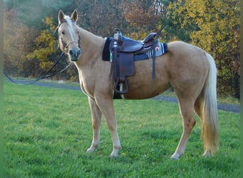 Sonstige Rassen Mix, Stute, 5 Jahre, 158 cm, Palomino