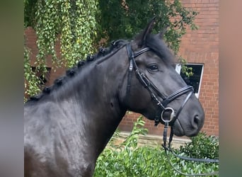 Sonstige Rassen, Stute, 5 Jahre, 158 cm, Rappe