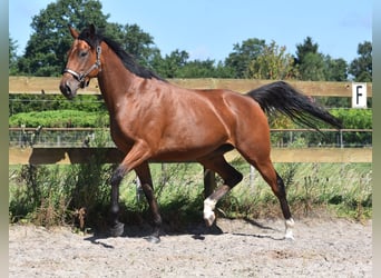 Sonstige Rassen, Stute, 5 Jahre, 158 cm, Rotbrauner