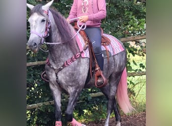 Sonstige Rassen, Stute, 5 Jahre, 160 cm, Apfelschimmel