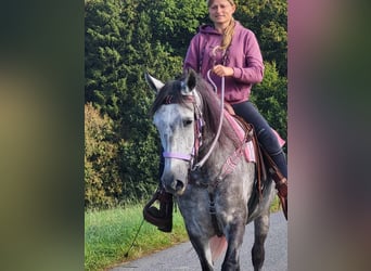 Sonstige Rassen, Stute, 5 Jahre, 160 cm, Apfelschimmel