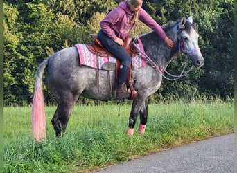 Sonstige Rassen, Stute, 5 Jahre, 160 cm, Apfelschimmel