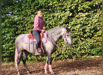 Sonstige Rassen, Stute, 5 Jahre, 160 cm, Apfelschimmel