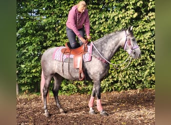 Sonstige Rassen, Stute, 5 Jahre, 160 cm, Apfelschimmel