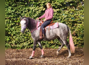 Sonstige Rassen, Stute, 5 Jahre, 160 cm, Apfelschimmel