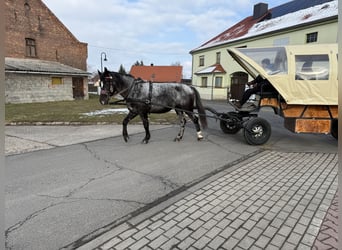 Sonstige Rassen, Stute, 5 Jahre, 160 cm, Blauschimmel