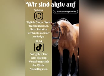 Sonstige Rassen, Stute, 5 Jahre, 160 cm, Brauner
