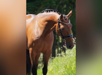Sonstige Rassen, Stute, 5 Jahre, 160 cm, Brauner