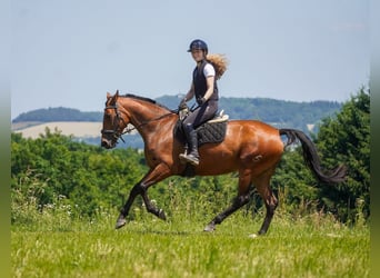 Sonstige Rassen, Stute, 5 Jahre, 160 cm, Brauner