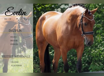 Sonstige Rassen, Stute, 5 Jahre, 160 cm, Brauner