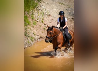Sonstige Rassen, Stute, 5 Jahre, 160 cm, Brauner