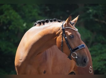 Sonstige Rassen, Stute, 5 Jahre, 160 cm, Brauner