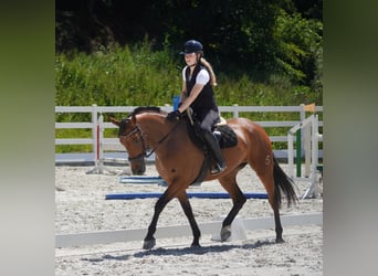 Sonstige Rassen, Stute, 5 Jahre, 160 cm, Brauner