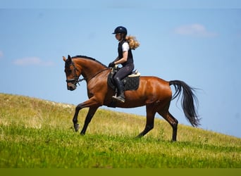 Sonstige Rassen, Stute, 5 Jahre, 160 cm, Brauner