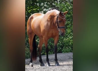 Sonstige Rassen, Stute, 5 Jahre, 160 cm, Brauner