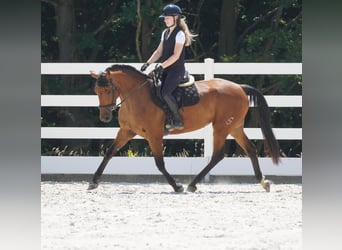 Sonstige Rassen, Stute, 5 Jahre, 160 cm, Brauner