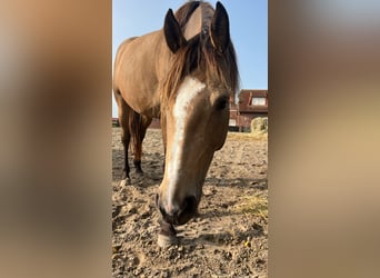 Sonstige Rassen, Stute, 5 Jahre, 160 cm, Buckskin