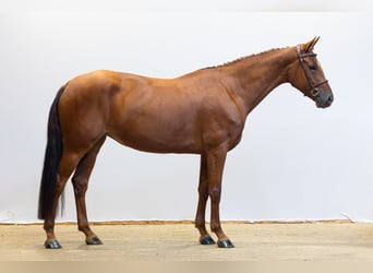 Sonstige Rassen, Stute, 5 Jahre, 160 cm, Fuchs